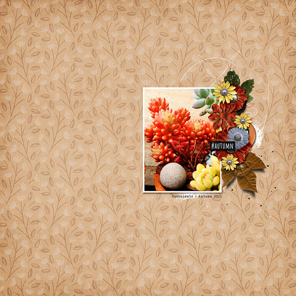 SUCCULENTS - AUTUMN