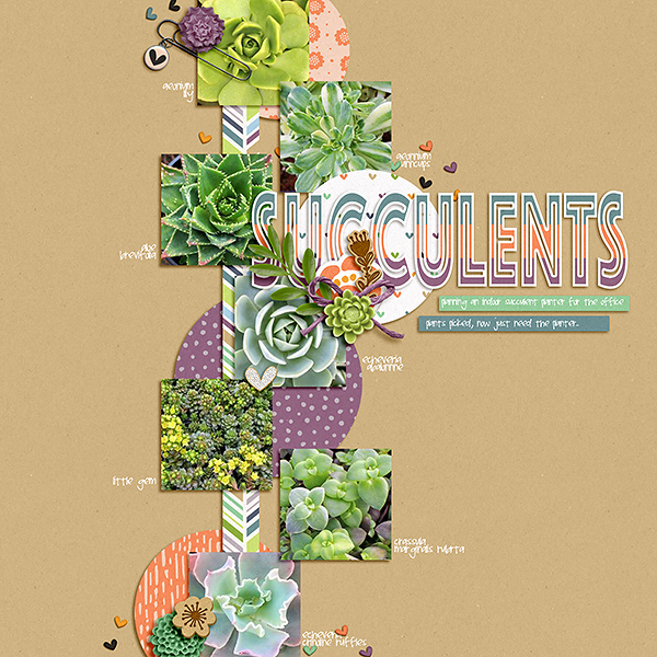 SUCCULENTS