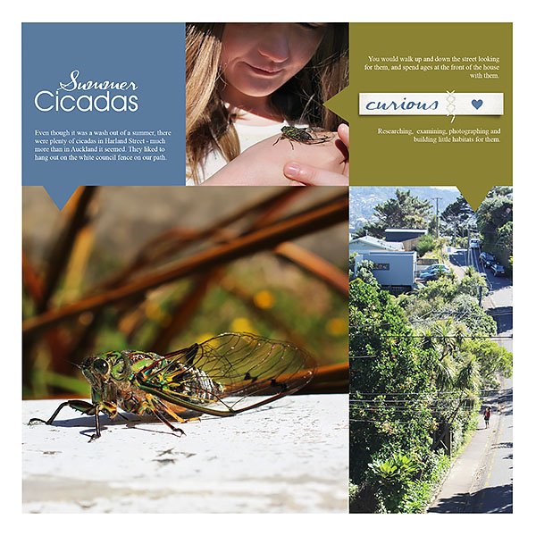 Summer of the Cicadas