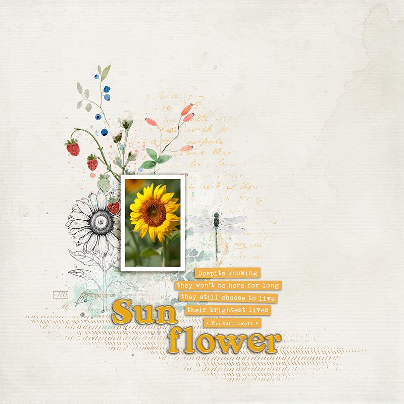 Sunflower