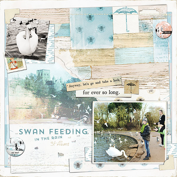 Swan Feeding