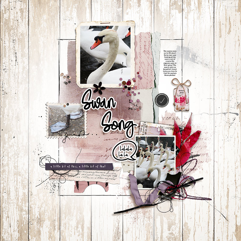 Swans Song