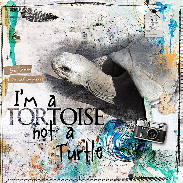 Tortoise