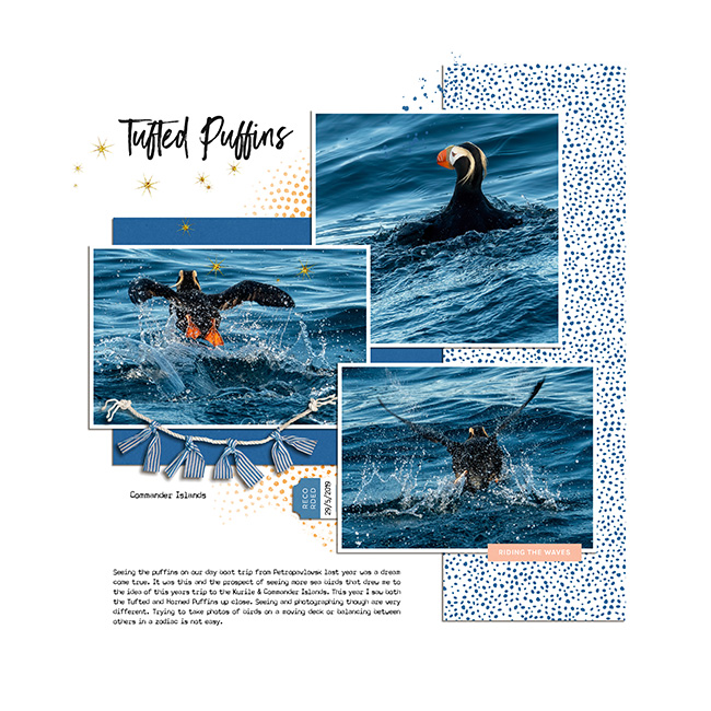 Tufted Puffins