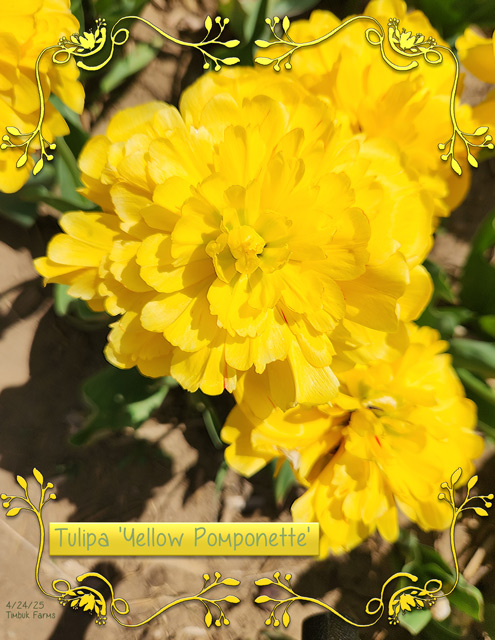 Tulipa-Yellow-Pomponette