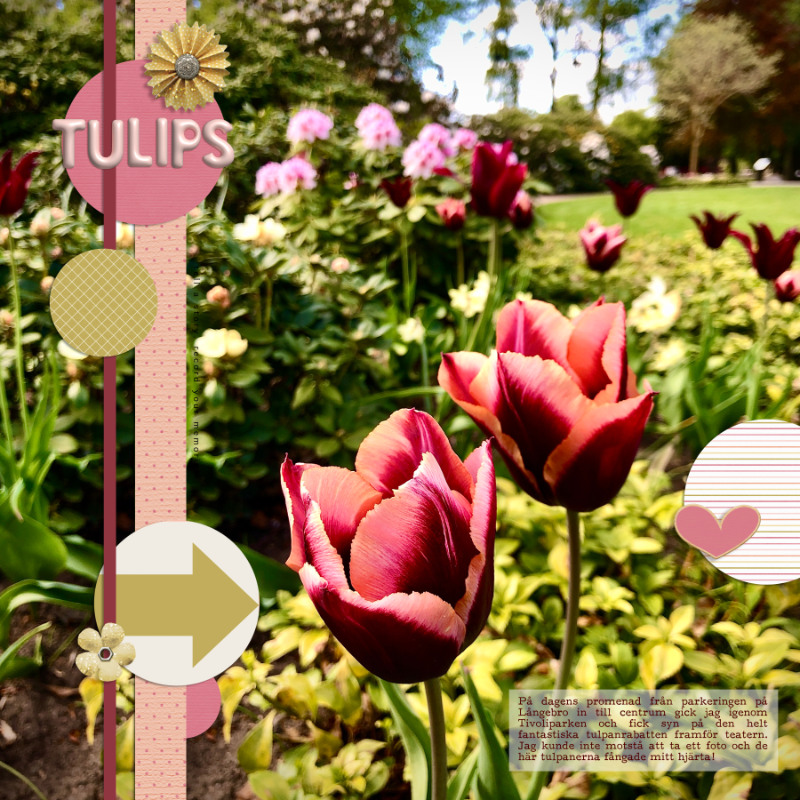 Tulips