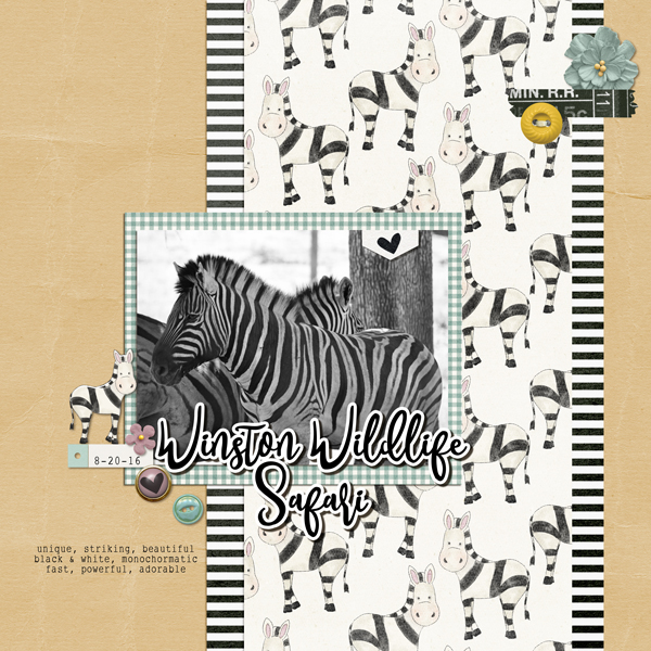 Wildlife Safari Zebra