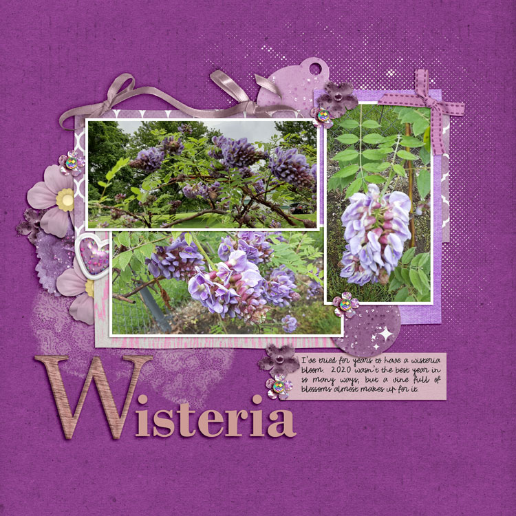 Wisteria