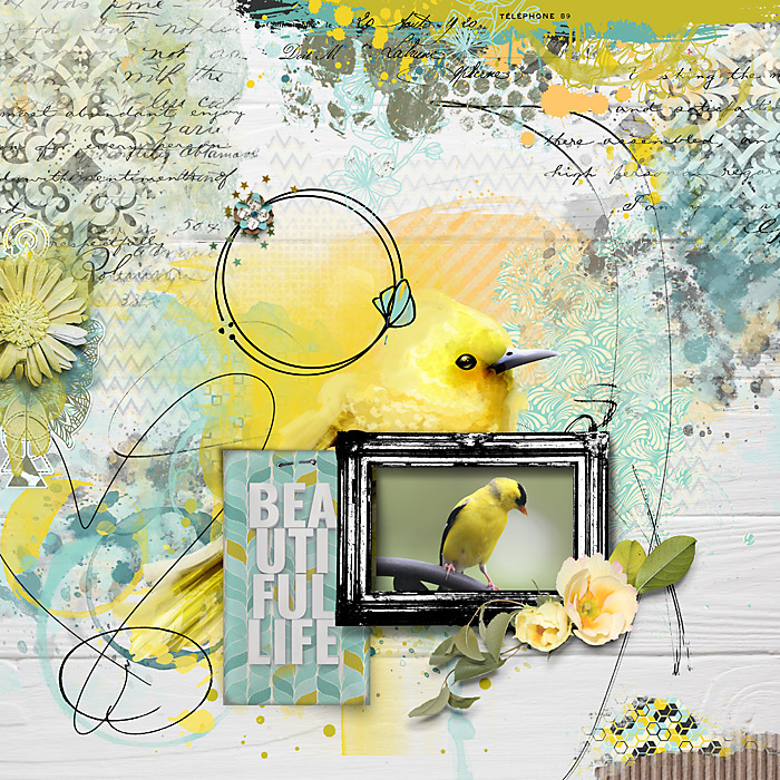 Yellow Finch