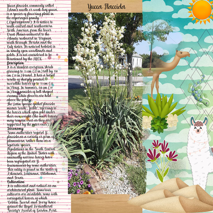 Yucca