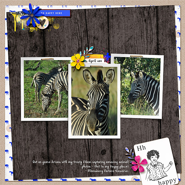 Zebra