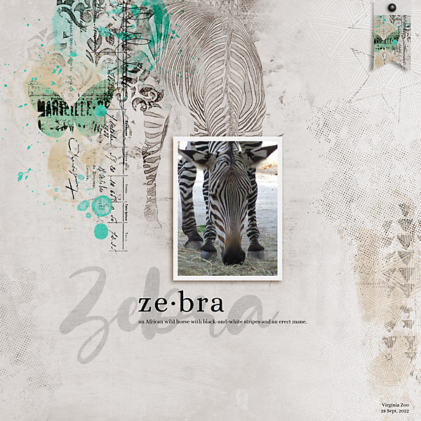 Zebra