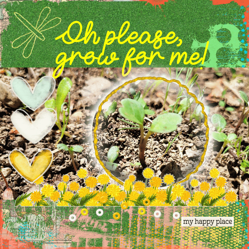 Zinnia-Seeds-Growing