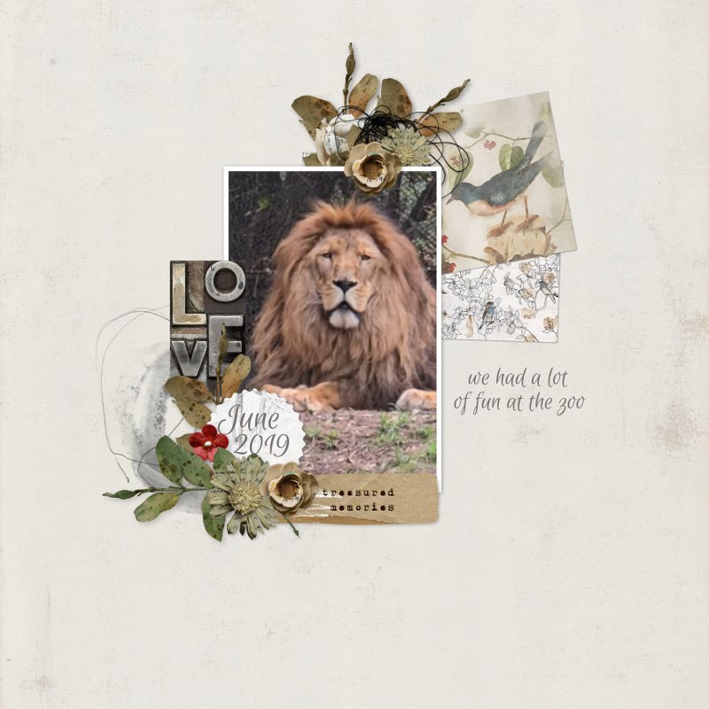 Zoo: lion.jpg