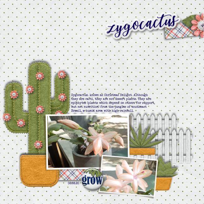 Zygocactus